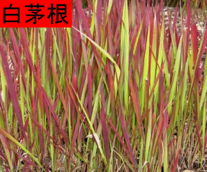 Bai Mao Gen tincture