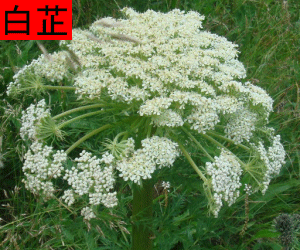 Bai Zhi concentrated powder