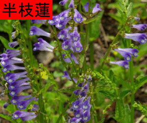 Ban Zhi Lian concentrated powder