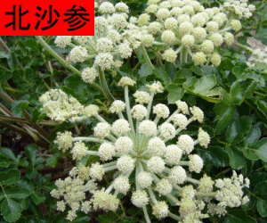 Bei Sha Shen concentrated powder