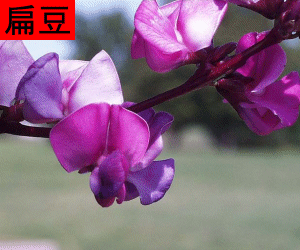 Bian Dou concentrated powder
