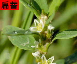 Bian Xu concentrated powder