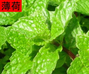 Bo He Ye tincture
