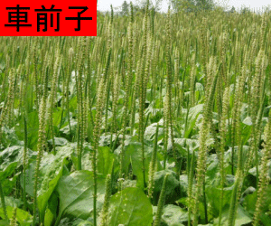 Che Qian Zi concentrated powder