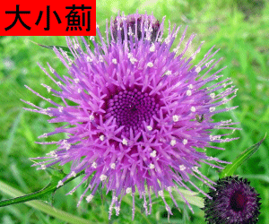 Da Ji concentrated powder