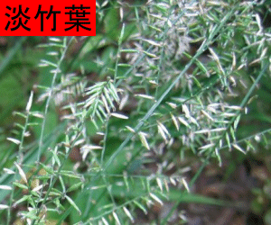 Dan Zhu Ye concentrated powder