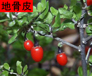 Di Gu Pi tincture