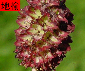 Di Yu tincture