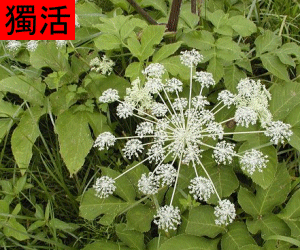 Du Huo concentrated powder