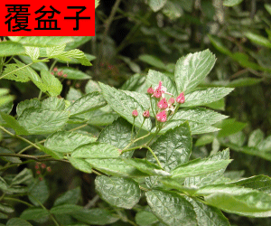 Fu Pen Zi concentrated powder
