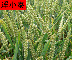 Fu Xiao Mai tincture