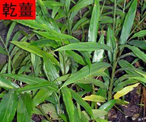 Gan Jiang tincture