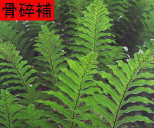 Gu Sui Bu concentrated powder