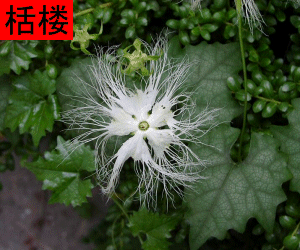 Gua Lou Zi tincture