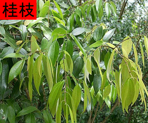 Gui Pi (Rou) tincture