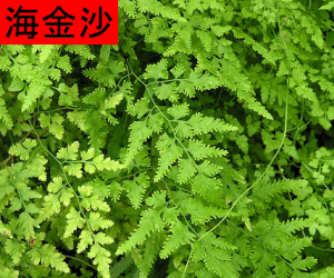 Hai Jin Sha concentrated powder