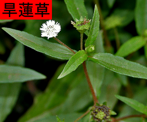 Han Lian Cao concentrated powder