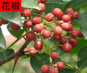 Hua Jiao concentrated powder