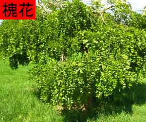 Huai Hua concentrated powder