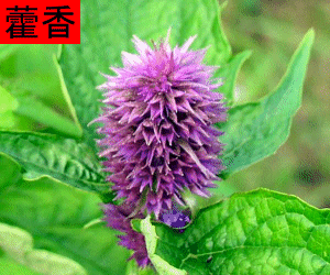 Huo Xiang tincture