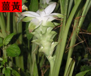 Jiang Huang tincture