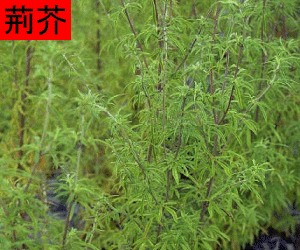 Jing Jie concentrated powder