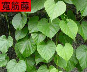 Kuan Jin Teng tincture
