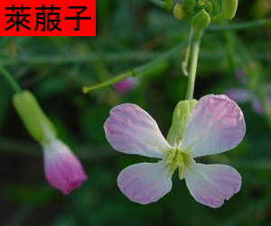  Lai  Fu  Zi concentrated powder Raphanus sativus 5 1 