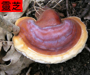 Ling Zhi - Red tincture
