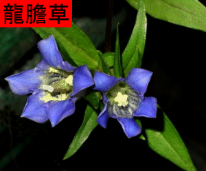 Long Dan Cao concentrated powder