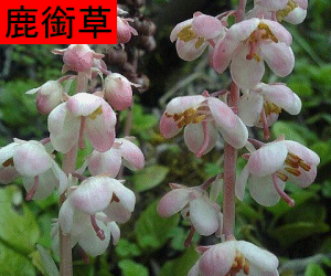 Lu Xian Cao concentrated powder