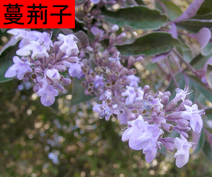Man Jing Zi concentrated powder