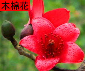 Mu Mian Hua tincture