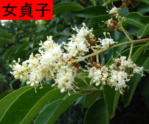 Nu Zhen Zi concentrated powder