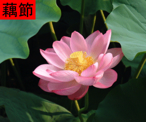 Ou Jie concentrated powder