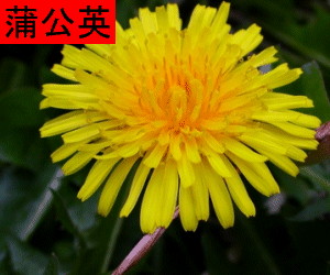 Pu Gong Ying concentrated powder