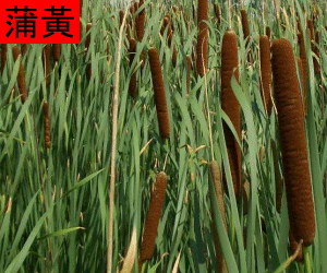 Pu Huang concentrated powder