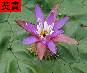 Qian Shi tincture