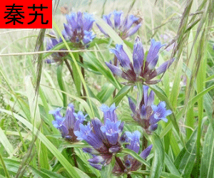 Qin Jiao concentrated powder