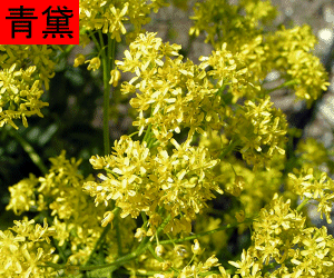 Qing Dai concentrated powder