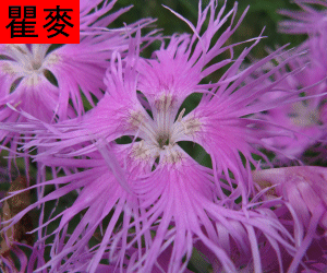 Qu Mai tincture