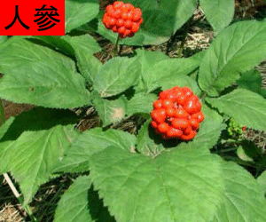 Bai Shen tincture