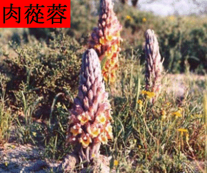Rou Cong Rong tincture