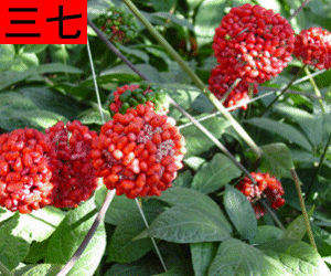 San Qi concentrated powder