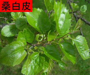Sang Bai Pi tincture