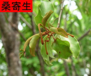 Sang Ji Sheng concentrated powder