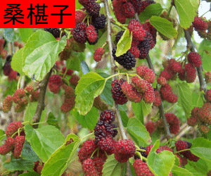 Sang Shen Zi tincture
