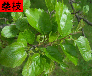 Sang Zhi concentrated powder