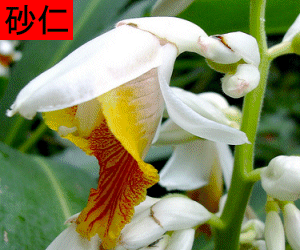 Sha Ren concentrated powder