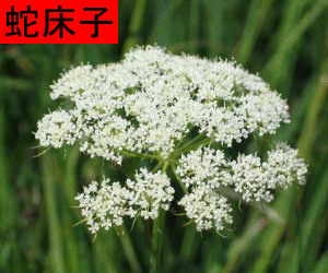 She Chuang Zi tincture